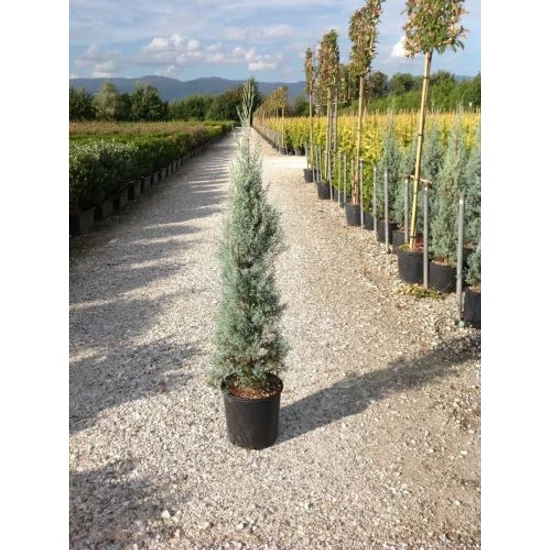 Oszlopos, kék arizoniai ciprus CUPRESSUS ARIZONICA FASTIGIATA 150/175 K15