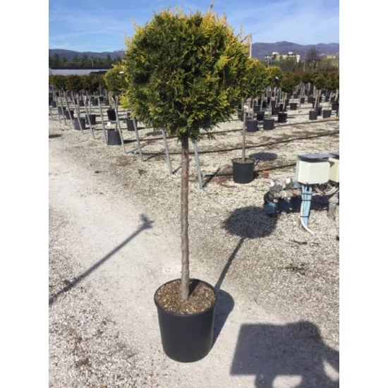 Arany lombú leyland ciprus CUPRESSOCYPARIS LEYLANDII CASTLEWELLAN GOLD T1/2 K18