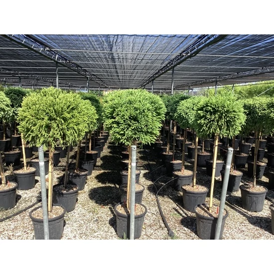 Törpe japán szugifenyő  CRYPTOMERIA JAPONICA GLOBOSA NANA T1/2 K18