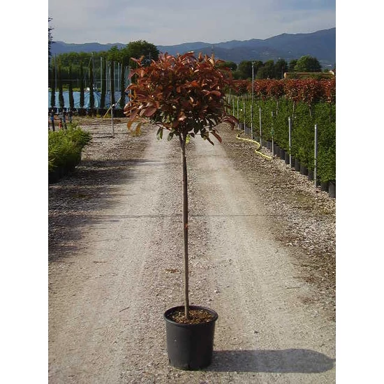 Örökzöld korallberkenye   PHOTINIA FRASERI RED ROBIN T1/2 K15