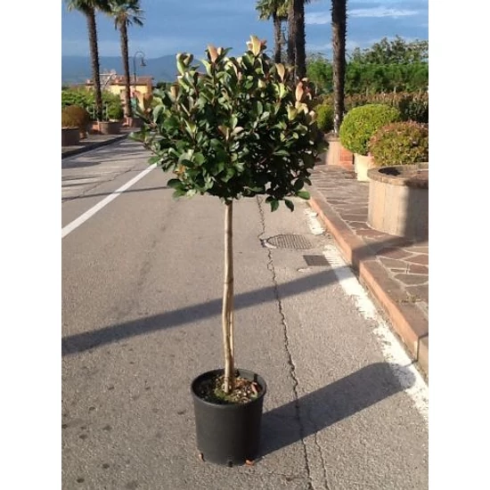 Örökzöld korallberkenye   PHOTINIA FRASERI LITTLE RED ROBIN T1/2 K18