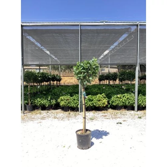 Közönséges babérmeggy   PRUNUS LAUROCERASUS ETNA T1/2 K12