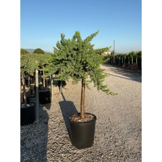Fövenyboróka   JUNIPERUS CONFERTA BLUE PACIFIC T1/4 K18 