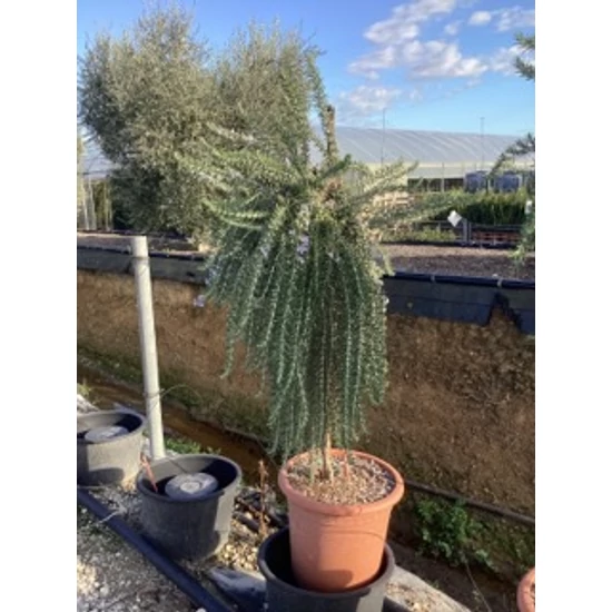 Kúszó rozmaring ROSMARINUS OFFICINALIS PROSTRATA T1/2 K14