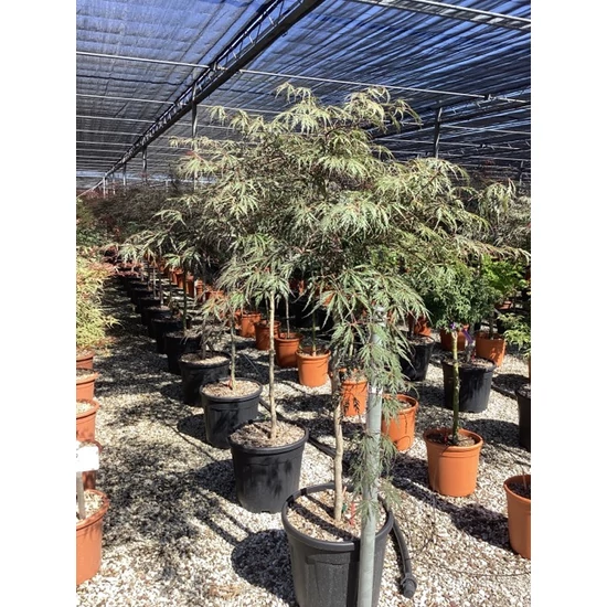 Szeldelt levelű japán juhar ACER PALMATUM DISSECTUM TAMUKEYAMA T1/2 K20