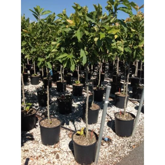 Liliomfa    MAGNOLIA SUSAN T1/2 K18