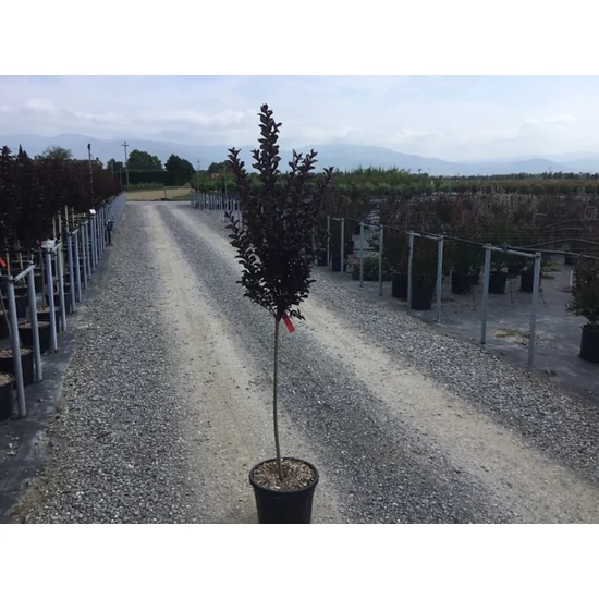 Kínai selyemmirtusz   LAGERSTROEMIA BLACK DIAMOND BEST RED T1/2 K15