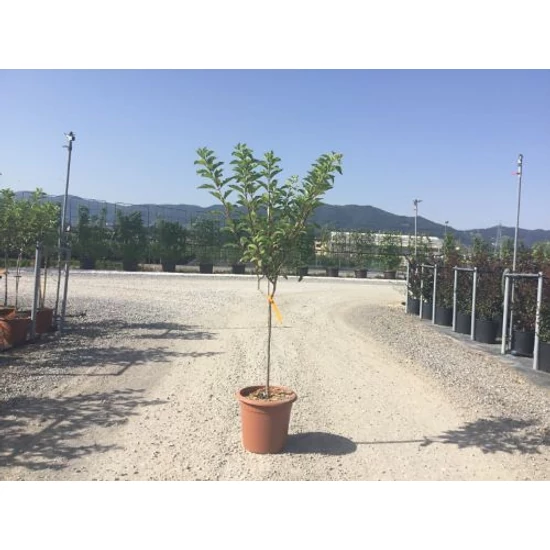 Bugás hortenzia   HYDRANGEA PANICULATA VANILLA FRAISE T1/2 K14