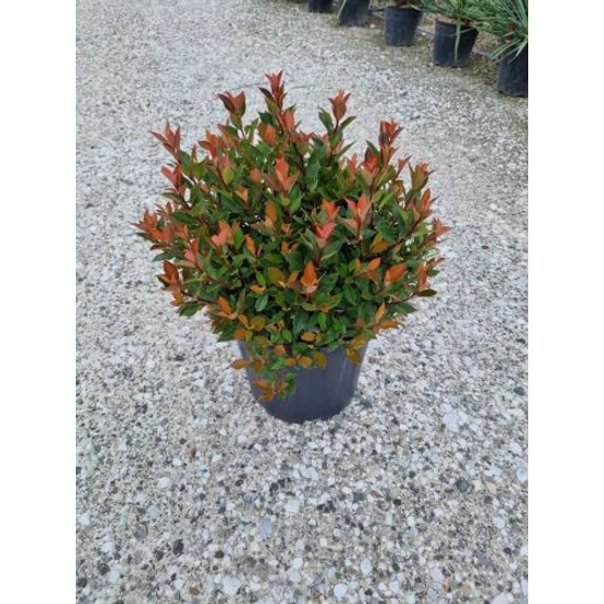 Örökzöld korallberkenye   PHOTINIA FRASERI CHICO GÖMB K15