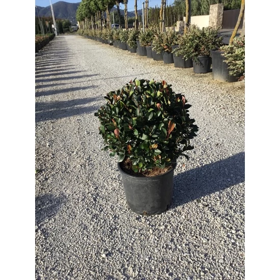 Örökzöld korallberkenye   PHOTINIA FRASERI LITTLE RED ROBIN GÖMB K15