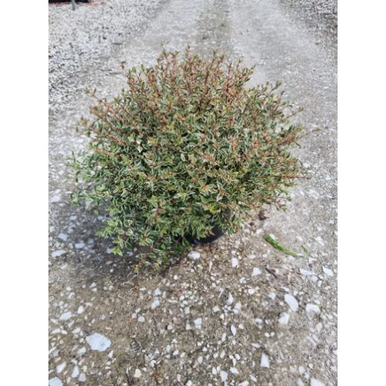 Nagyvirágú tárnicslonc  ABELIA GRANDIFLORA CONFETTI K10