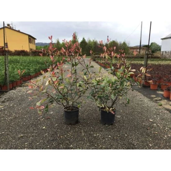 Rózsaszín tarka korallberkenye  PHOTINIA FRASERI PINK MARBLE K5 