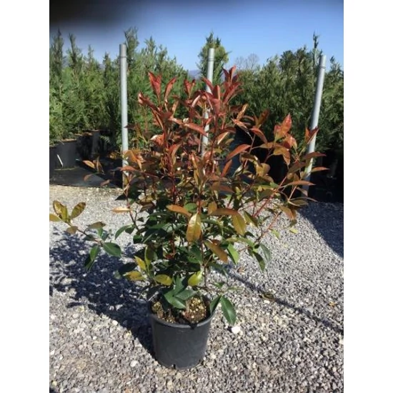 Örökzöld korallberkenye  PHOTINIA FRASERI RED ROBIN K3