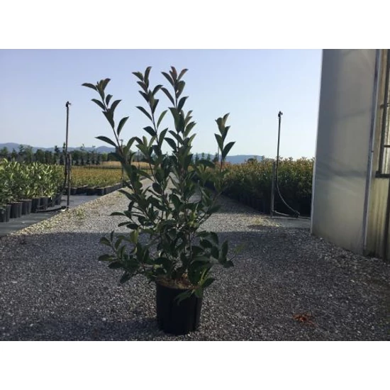 Örökzöld korallberkenye  PHOTINIA FRASERI RED ROBIN K10