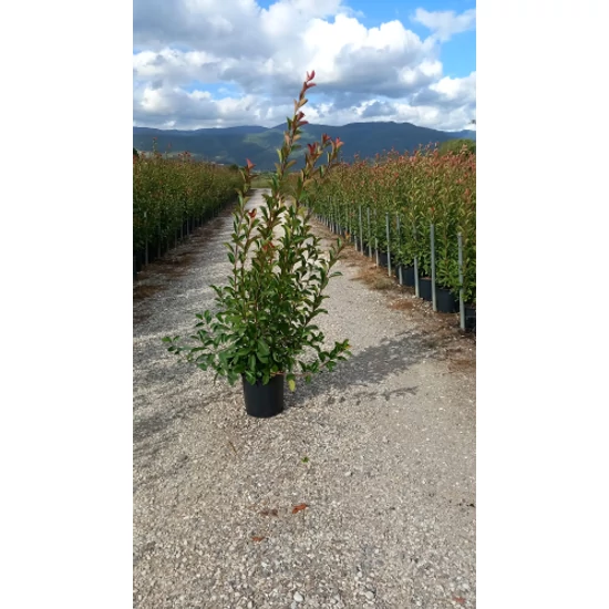 Örökzöld korallberkenye  PHOTINIA FRASERI RED ROBIN 100/125 K15