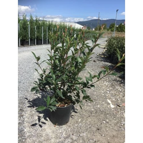 Örökzöld korallberkenye  PHOTINIA X FRASERI CARRE ROUGE K5