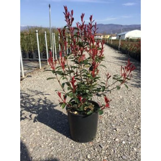 Örökzöld korallberkenye  PHOTINIA X FRASERI CARRE ROUGE K10