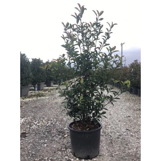 Örökzöld korallberkenye  PHOTINIA X FRASERI CARRE ROUGE 100/125 K15