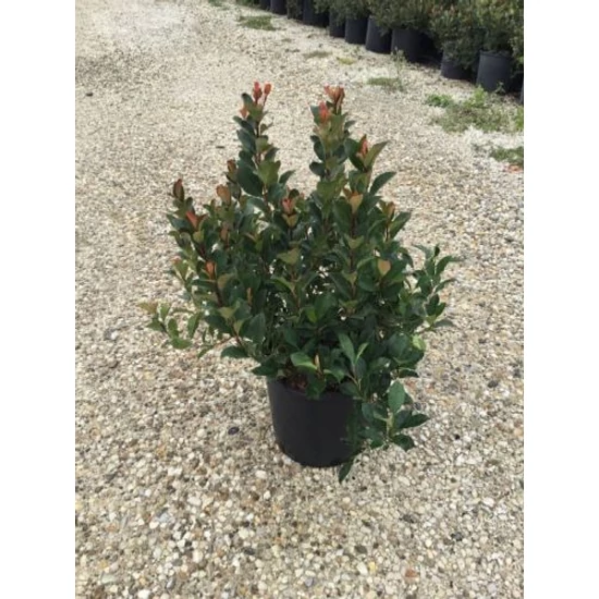Örökzöld korallberkenye  PHOTINIA FRASERI LITTLE RED ROBIN K10
