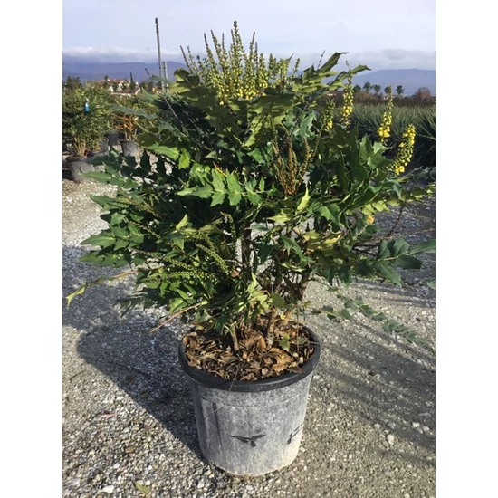 Mahonia    MAHONIA MEDIA CHARITY K18