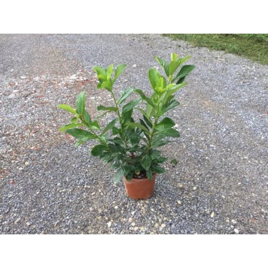 Közönséges babérmeggy   PRUNUS LAUROCERASUS NOVITA 60/80 K3