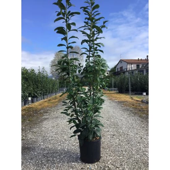 Közönséges babérmeggy   PRUNUS LAUROCERASUS NOVITA 80/100 K10