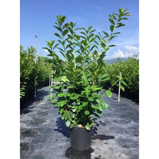 Közönséges babérmeggy   PRUNUS LAUROCERASUS NOVITA 150/175 K18