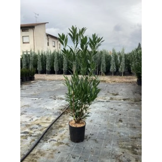 Közönséges babérmeggy   PRUNUS LAUROCERASUS RENAULT ACE 150/+ K18