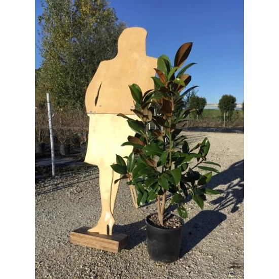 Örökzöld liliomfa   MAGNOLIA GRANDIFLORA GALLISONIENSIS 80/100 K12