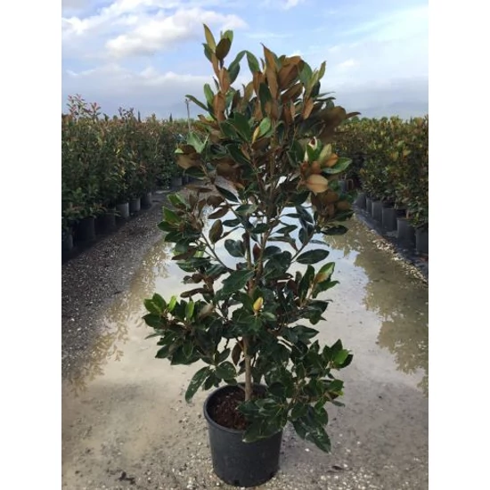 Örökzöld liliomfa   MAGNOLIA GRANDIFLORA LITTLE GEM 100/125 K15