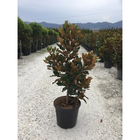 Örökzöld liliomfa   MAGNOLIA GRANDIFLORA LITTLE GEM 125/150 K25