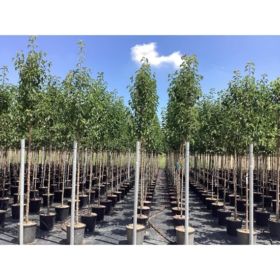 Kínai vadkörte   PYRUS CALLERYANA CHANTICLEER T200 8/10 K25