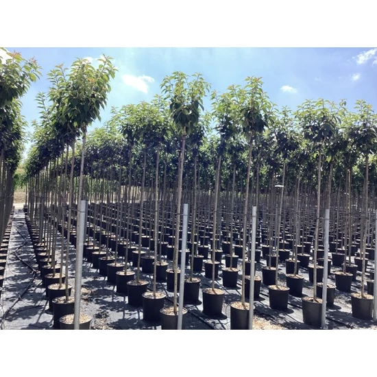 Japán díszcseresznye   PRUNUS SERRULATA KANZAN T200 8/10 K18