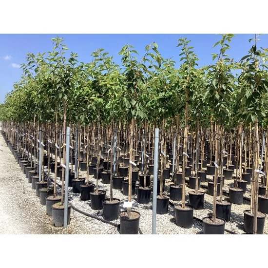 Japán díszcseresznye   PRUNUS SERRULATA TAI HAKU T200 8/10 K18