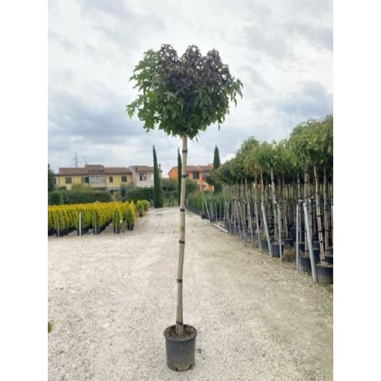 Amerikai ámbrafa LIQUIDAMBAR STYRACIFLUA GUMBALL T200 6/8 K18