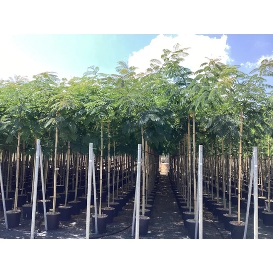 Selyemakác    ALBIZIA JULIBRISSIN T200 8/10 K25