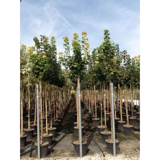 Gömbjuhar    ACER PLATANOIDES GLOBOSUM T200 10/12 K30