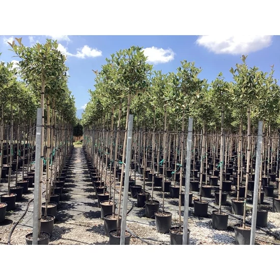 Örökzöld korallberkenye  PHOTINIA FRASERI PINK MARBLE T200 6/8 K18