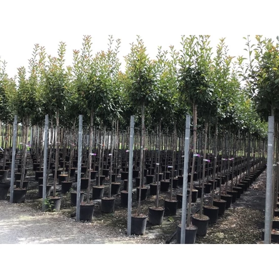 Örökzöld korallberkenye   PHOTINIA FRASERI RED ROBIN T200 6/8 K18
