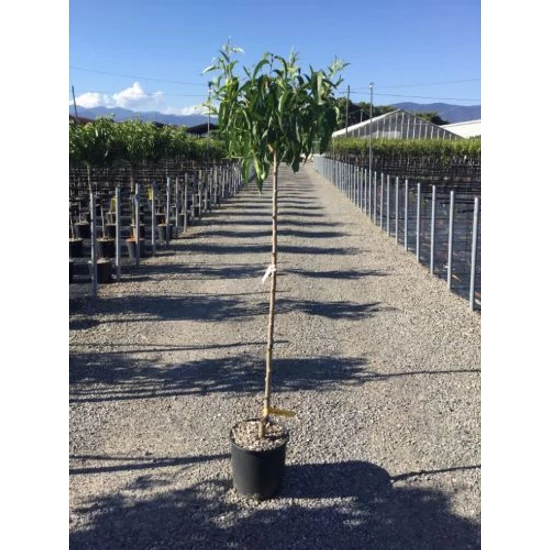 barack  PRUNUS PERSICA PLATICARPA T1/2 K6
