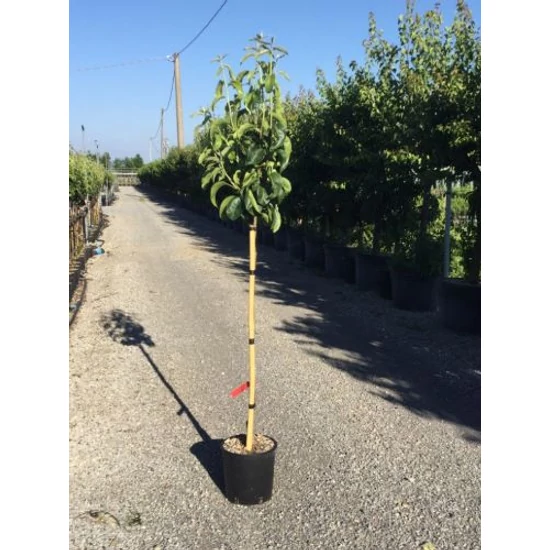 Hosui japán körte PYRUS PYRIFOLIA HOSUI T1/2 K10