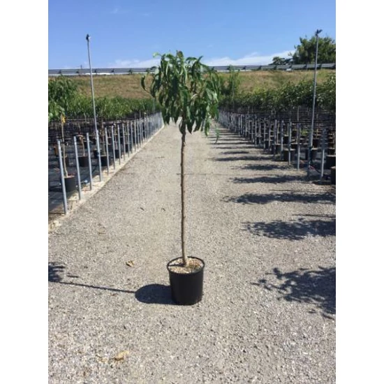 nektarin PRUNUS PERSICA NUCIPERSICA NECTARED 4 T1/2 K15