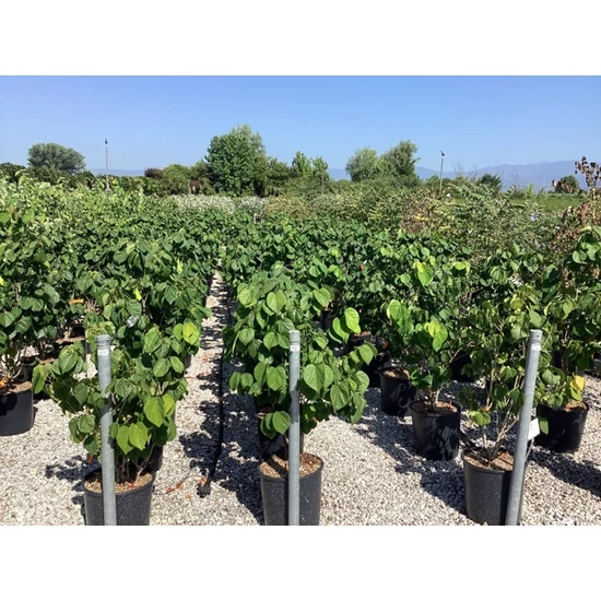 Kínai júdásfa   CERCIS CHINENSIS AVONDALE 100/125 K18