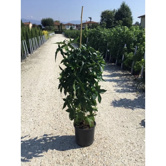 Amerikai ámbrafa LIQUIDAMBAR STYRACIFLUA SLENDER SILHOUETTE K10