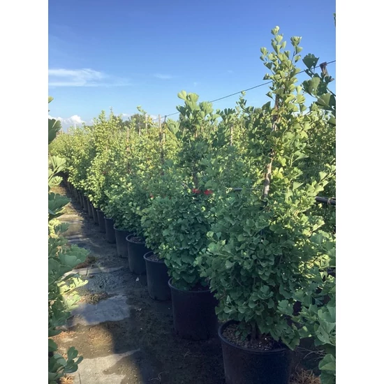 Oszlopos páfrányfenyő   GINKGO BILOBA EIFFEL 125/150 K25