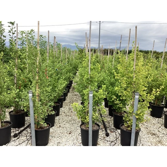 Páfrányfenyő    GINKGO BILOBA FASTIGIATA BLAGON 125/150 K25