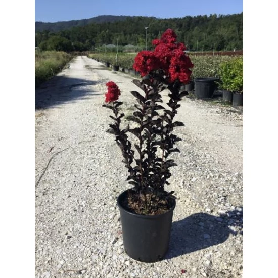 Kínai selyemmirtusz LAGERSTROEMIA BLACK DIAMOND BEST RED K10
