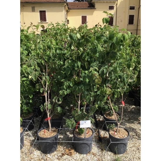 Virágos som CORNUS FLORIDA CHEROKEE CHIEF 60/80 K10