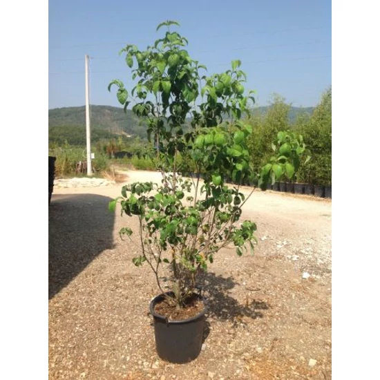 Virágos som CORNUS FLORIDA CHEROKEE CHIEF 125/150 K30