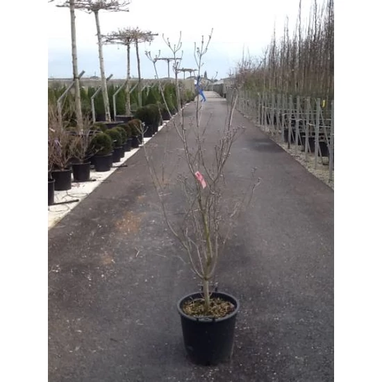 Virágos som CORNUS FLORIDA RUBRA 100/125 K30